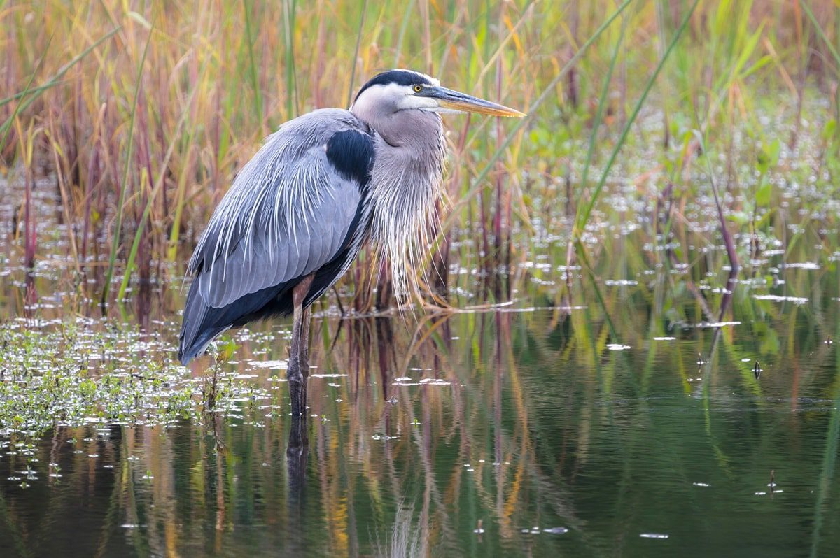 Grey heron standing in shallow water among tall reeds, with its reflection in a calm marsh.